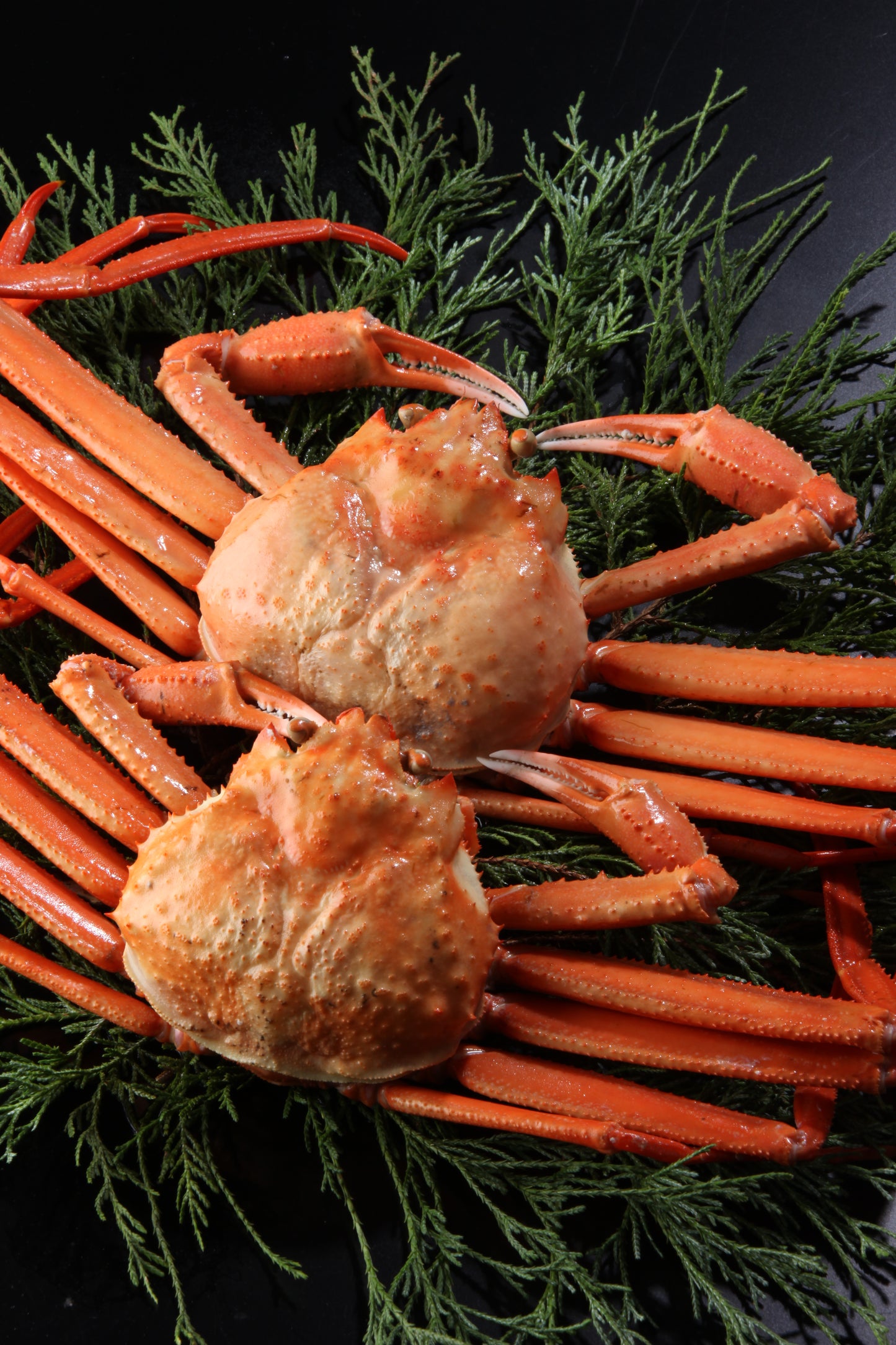 蒸し紅ずわいがに爪付肉 (4L)